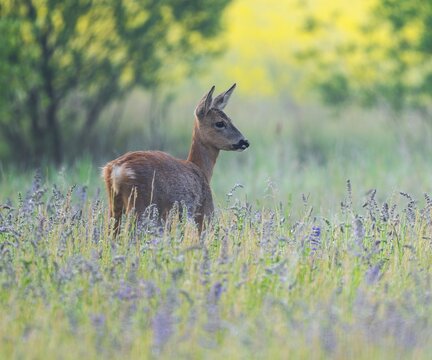 Roe deer (Capreolus capreolus), doe standing in a colourful spring meadow, in the background a yellow blossoming rape field, wildlife, Thuringia, Germany