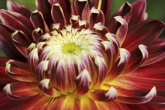 Dahlia 'Akita' (Dahlia Hybride), detail of flower, ornamental plant, North Rhine-Westphalia, Germany