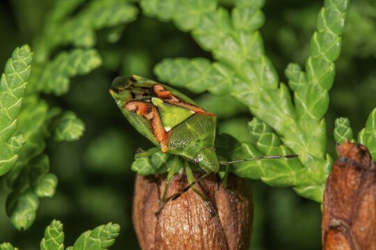 Sting bug Buntrock (Cyphostetus tristiatus) sucks plant sap from thuja cones, Baden-W&uuml;rttemberg, Germany