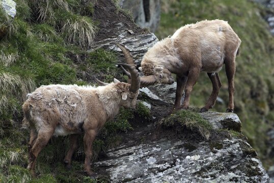 Male Alpine Ibexes (Capra ibex) locking antlers, fighting, Hohe Tauern National Park, Carinthia, Austria, Europe