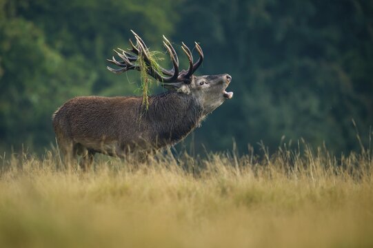 Tube transmitter red deer ( Cervus elaphus) with grass in antlers in the rut, Klamptenborg, Copenhagen, Denmark