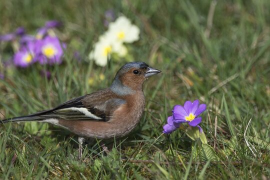 A male chaffinch (Fringilla coelebs) sitting in a meadow with primroses in a natural environment, Baden-W&uuml;rttemberg, Germany