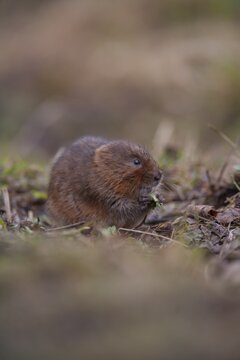 Water vole (Arvicola amphibius) adult animal feeding on a grass river bank, Derbyshire, England, United Kingdom