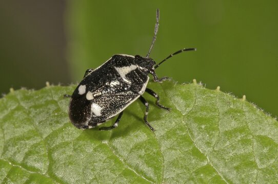 Cabbage Bug (Eurydema oleraceum), Untergr&ouml;ningen, Abtsgmuend, Baden-W&uuml;rttemberg, Germany