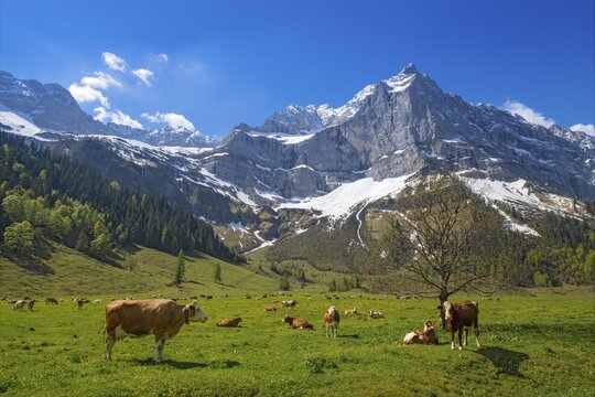 Cows grazing on an alpine meadow in early summer, the first day on the alp, Eng-Alm, Karwendel Mountains, Tyrol, Austria