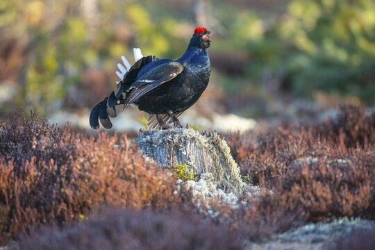 Black grouse (Lyrurus tetrix), black grouse courtship in Sweden, F&aring;gelsj&ouml;, G&auml;vleborgs l&auml;n, Sweden