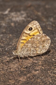 Wall Brown (Lasiommata megera), outer side of wings, Baden-W&uuml;rttemberg, Germany