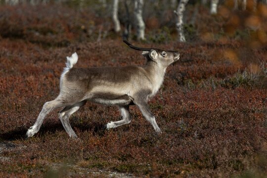 The reindeer calf (Rangifer tarandus) shows the typical posture of the species when trotting, rutting season, mating season, autumn, Sweden
