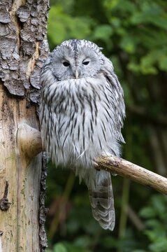 Ural owl (Strix uralensis), sitting on a branch, captive, Bavaria, Germany