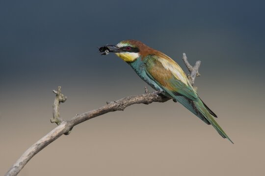 European bee-eater (Merops apiaster) with bee on branch, Reinland-Pfalz, Germany