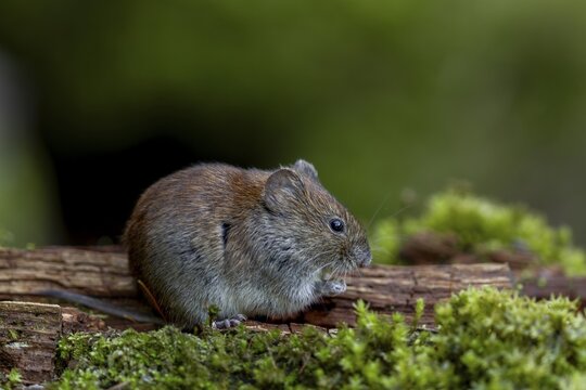 The feeding area, which was only created for small rodents, is perfectly accepted by the bank voles (Myodes glareolus), vector, hantavirus, Germany
