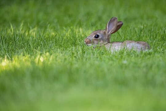 Wild rabbit (Oryctolagus cuniculus), Stapelfeld, Cloppenburg, Lower Saxony, Germany