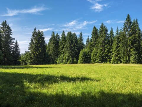 Natural, species-rich mountain meadow near Schmiedefeld in the Thuringian Forest, Gehlberg, Thuringia, Germany