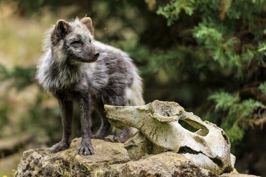 A curious fox looks at a skull lying on a stone in a forest environment, Arctic fox, Arctic fox, (Alopex lagopus) Germany