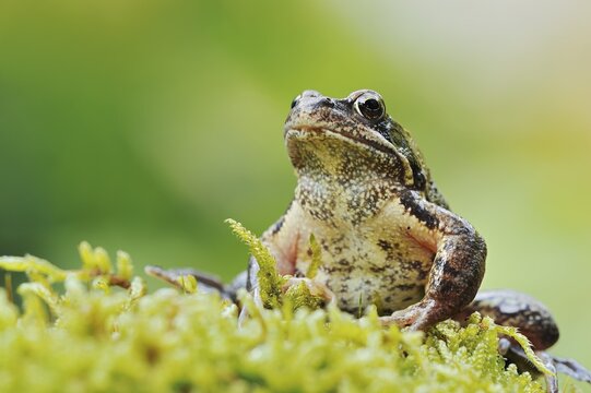 Common frog (Rana temporaria), North Rhine-Westphalia, Germany