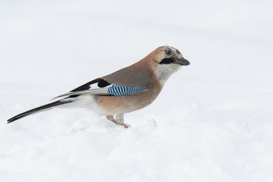 Eurasian jay (garrulus glandarius) in the snow, Neuhaus, Lower Saxony, Germany