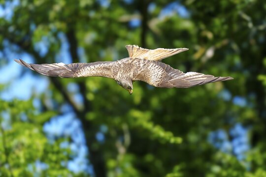 Bird of prey crashes in flight from a great height to hunt, Red Kite, (Milvus milvus) wildlife, Germany