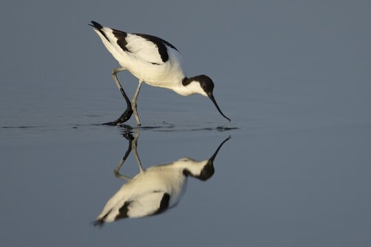 Pied avocet (Recurvirostra avosetta) adult wading bird feeding in a shallow lagoon, England, United Kingdom