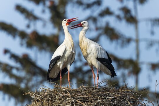 Two storks standing on a nest and seem to be communicating, White Stork (Ciconia ciconia), wildlife, Germany