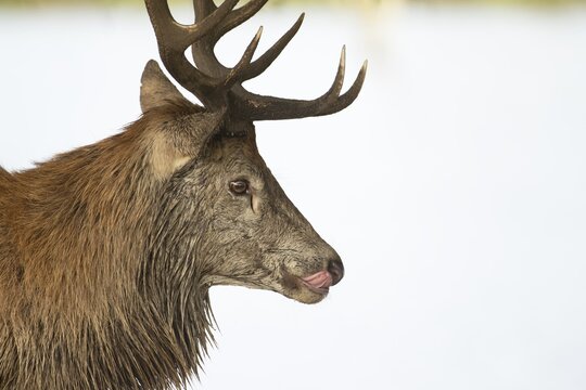Red deer (Cervus elaphus) adult male stag head portrait, Surrey, England, United Kingdom