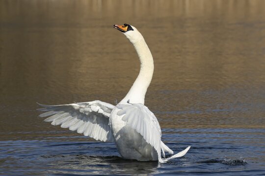 Mute swan (Cygnus olor) adult bird flapping its wings on water on a lake, England, United Kingdom