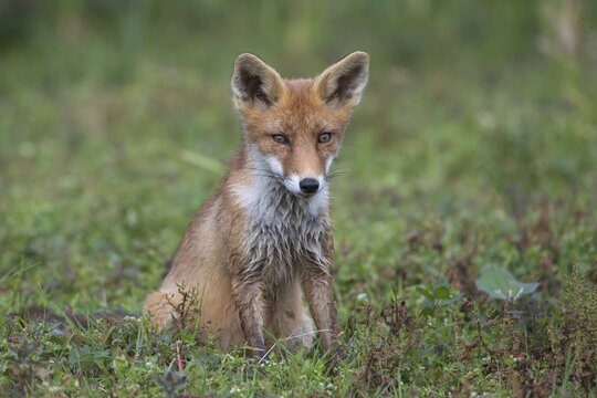Red fox (Vulpes vulpes) sitting in meadow with questioning look, portrait, Netherlands