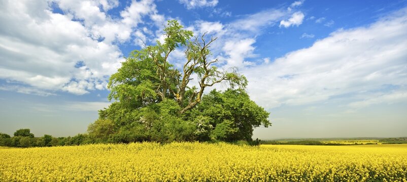 Field shrub with old Oak (Quercus) in flowering rape field under blue sky with fair weather clouds in spring, Mecklenburg Switzerland, Mecklenburg-Western Pomerania, Germany
