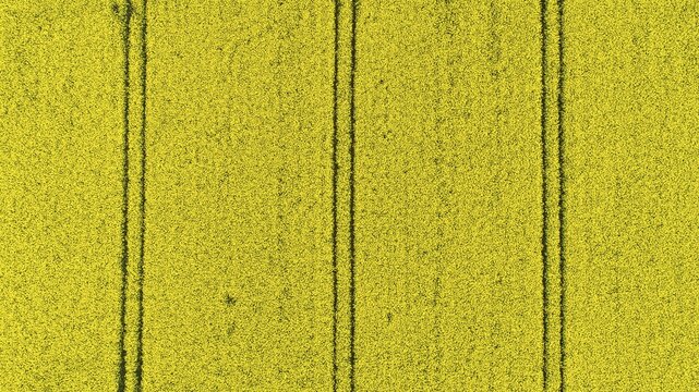 Aerial view of a rape field, monoculture in agriculture, Goldenstedt, Lower Saxony, Germany