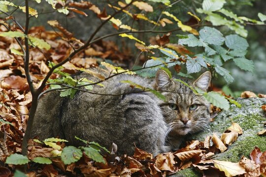 European Wildcat (Felis silvestris), outdoor enclosure Bavarian Forest, Germany