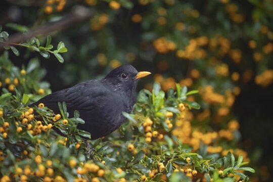 European blackbird (Turdus merula) adult male bird in a pyracantha bush with orange berries, Suffolk, England, United Kingdom
