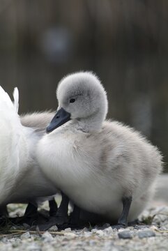 Mute Swan cygnet (Cygnus olor), Lake Reintaler-See, Kramsach, Tyrol, Austria, Europe