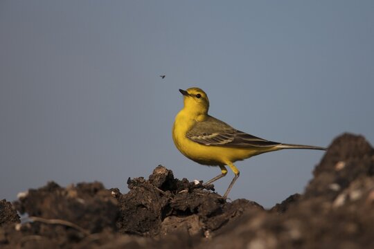 Yellow wagtail (Motacilla flava) adult bird on a farmland muck heap watching a fly in spring, Suffolk, England, United Kingdom