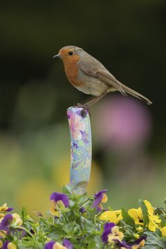 European robin (Erithacus rubecula) adult garden bird on a trowl handle in a plant pot with pansy and viola flowers in spring, Suffolk, England, United Kingdom