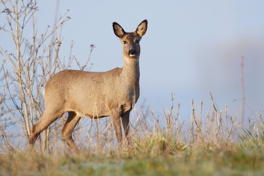 European roe deer (Capreolus capreolus), doe, North Rhine-Westphalia, Germany