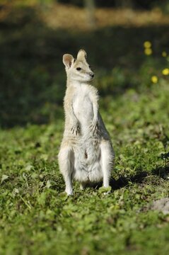 Agile Wallaby (Macropus agilis), Hellabrunn Zoo, Munich, Upper Bavaria, Bavaria, Germany, Europe