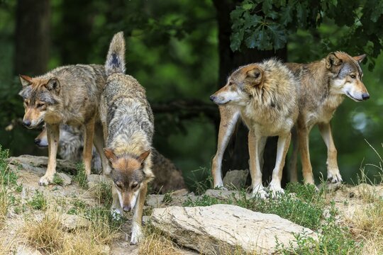 Four wolves on a rocky area surrounded by dense vegetation, Timberwolf, wolf, American wolf, (Canis lupus lycaon), Germany
