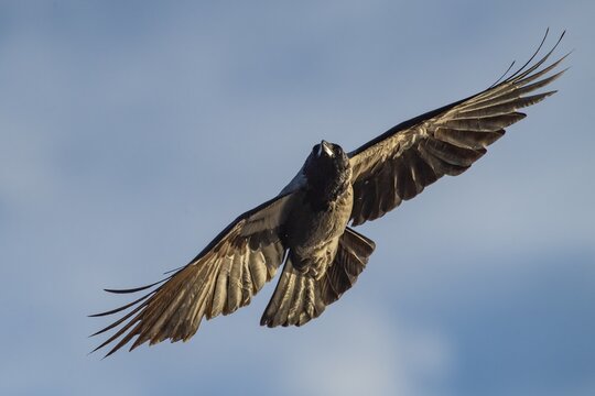 Hooded Crow (corvus corone corone) in flight, Feldberg Lakeland, Mecklenburg-Western Pomerania, Germany