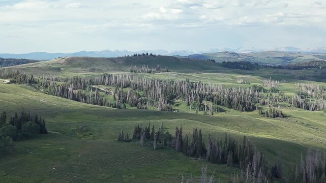 Uinta Highlands Drift over Pines toward Distant Mountain Peaks