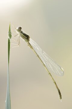 Willow emerald damselfly (Chalcolestes viridis) freshly hatched male, North Rhine-Westphalia, Germany