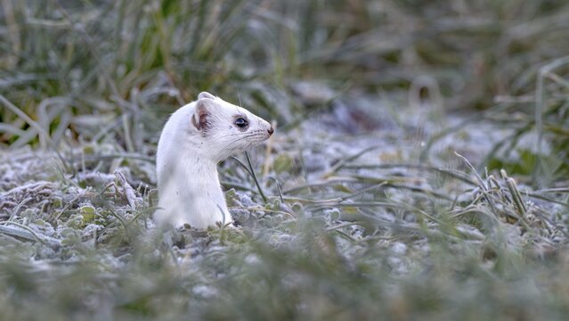 Ermine (Mustela erminea), in winter fur, M&uuml;nster, Tyrol, Austria