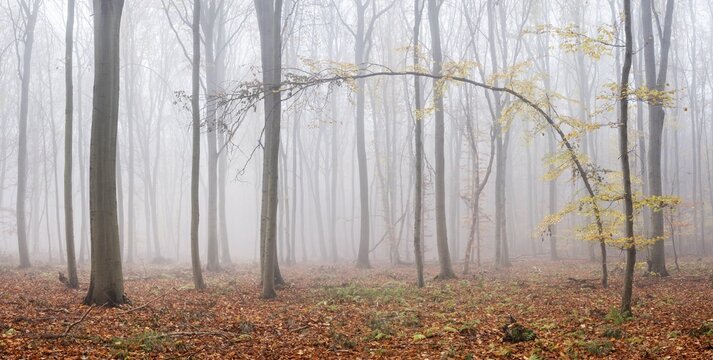 Panorama, bent crooked tree with last yellow leaves in beech forest in autumn, dense fog, Burgenlandkreis, Saxony-Anhalt, Germany