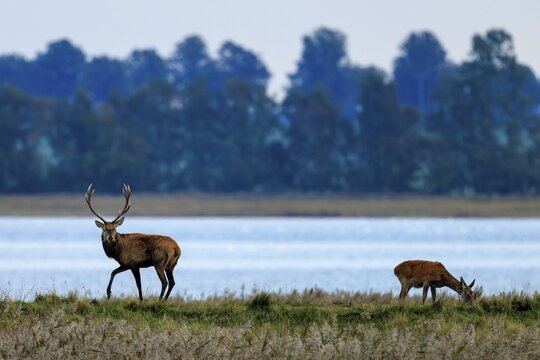Two deer stand near a lake in front of a row of trees, red deer (Cervus elaphus), rutting, wildlife, Western Pomerania Lagoon Area National Park, Zingst, Mecklenburg-Western Pomerania, Germany