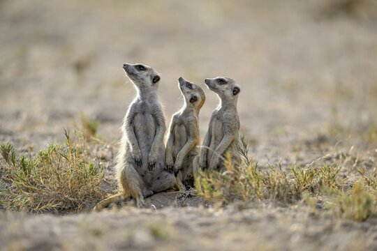 Meerkats or suricates (Suricata suricatta), Makgadikgadi Salt Pans, Makgadikgadi Pans National Park, Central District, Botswana