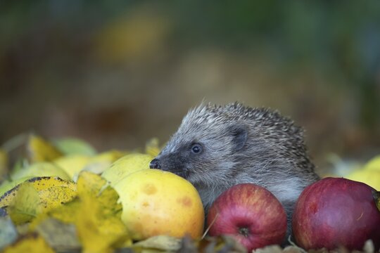 European hedgehog (Erinaceus europaeus) adult animal walking over fallen apples on a garden lawn in autumn, England, United Kingdom