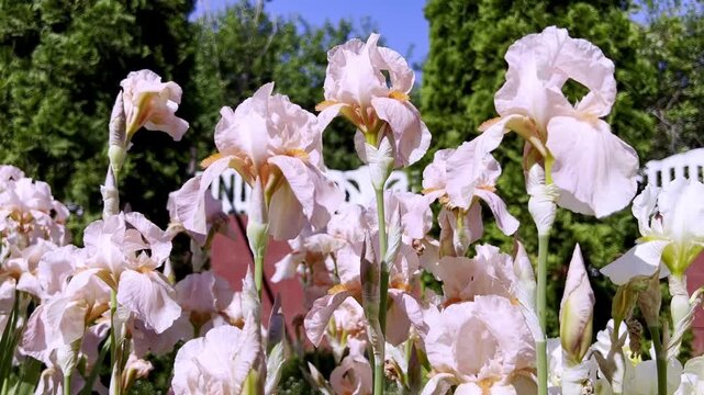 Elegant blooming irises create a calm garden scene in daylight. Great for gardening campaigns, editorial layouts, and floral video loops.