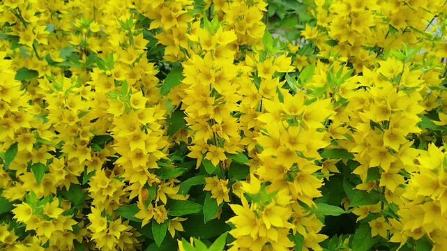 Bright yellow loosestrife flowers bloom in the garden. Small wildflowers, summer nature, floral background, outdoor plants.