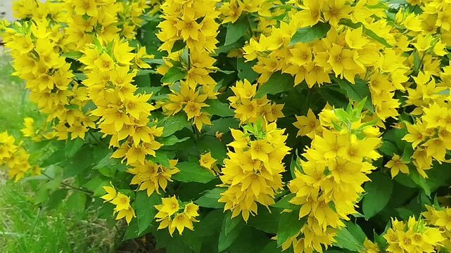 Yellow loosestrife flowers bloom densely among green leaves. Summer garden, outdoor plants, wildflower background, botanical theme.