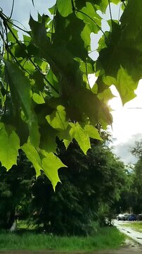 Green tree branches sway against a background of a rural road. Summer countryside, outdoor environment, nature travel, scenic landscape.