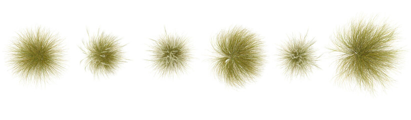 Obraz premium Collection of Stipa grass plants on transparent background from the top view