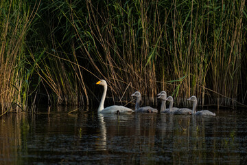 Aufnahme eins Singschwanes mit Jungtieren. © Mike